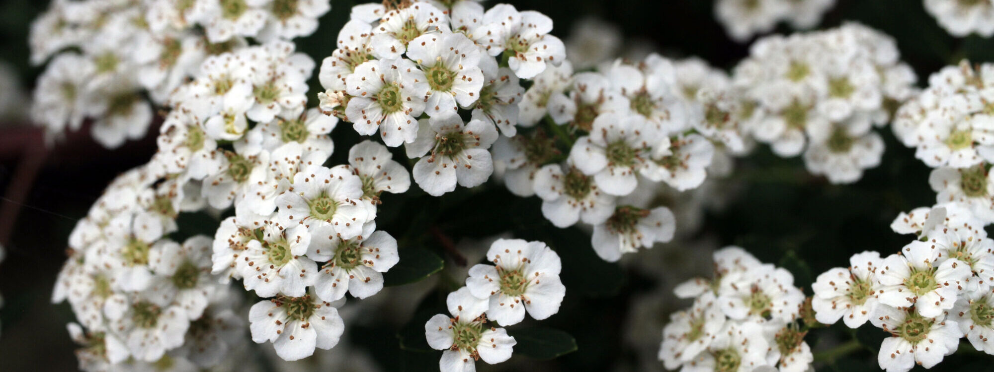 Plantes aromatiques : tout savoir Erstein