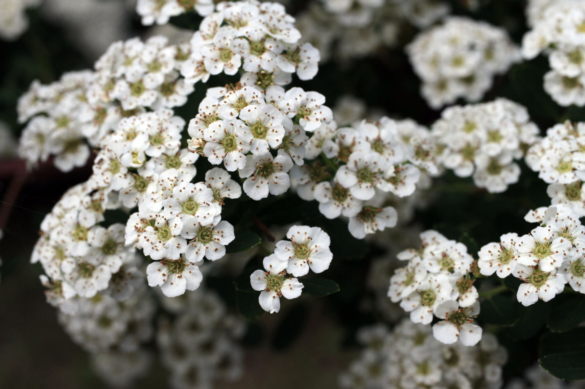 Plantes aromatiques : tout savoir Erstein