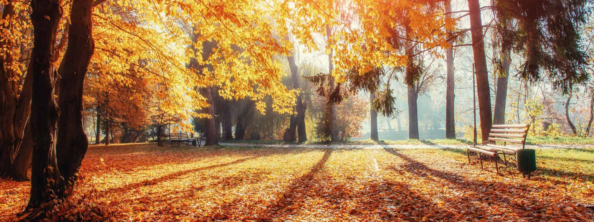 AUTOMNE 2000X750 | Le Journal de Marsel (JDM Éditions) 5 secrets naturels pour vous aider à passer l’automne en pleine forme Obernai