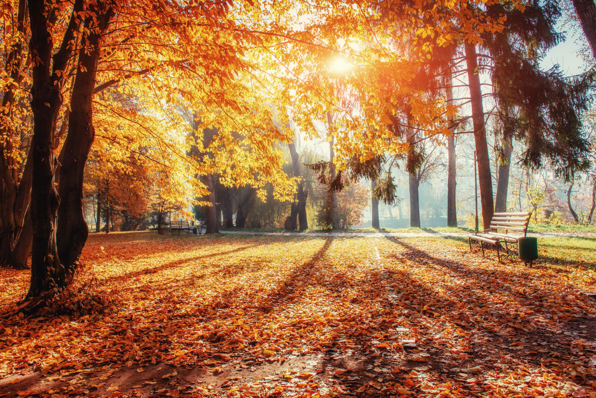 AUTOMNE | Le Journal de Marsel (JDM Éditions) 5 secrets naturels pour vous aider à passer l’automne en pleine forme Obernai