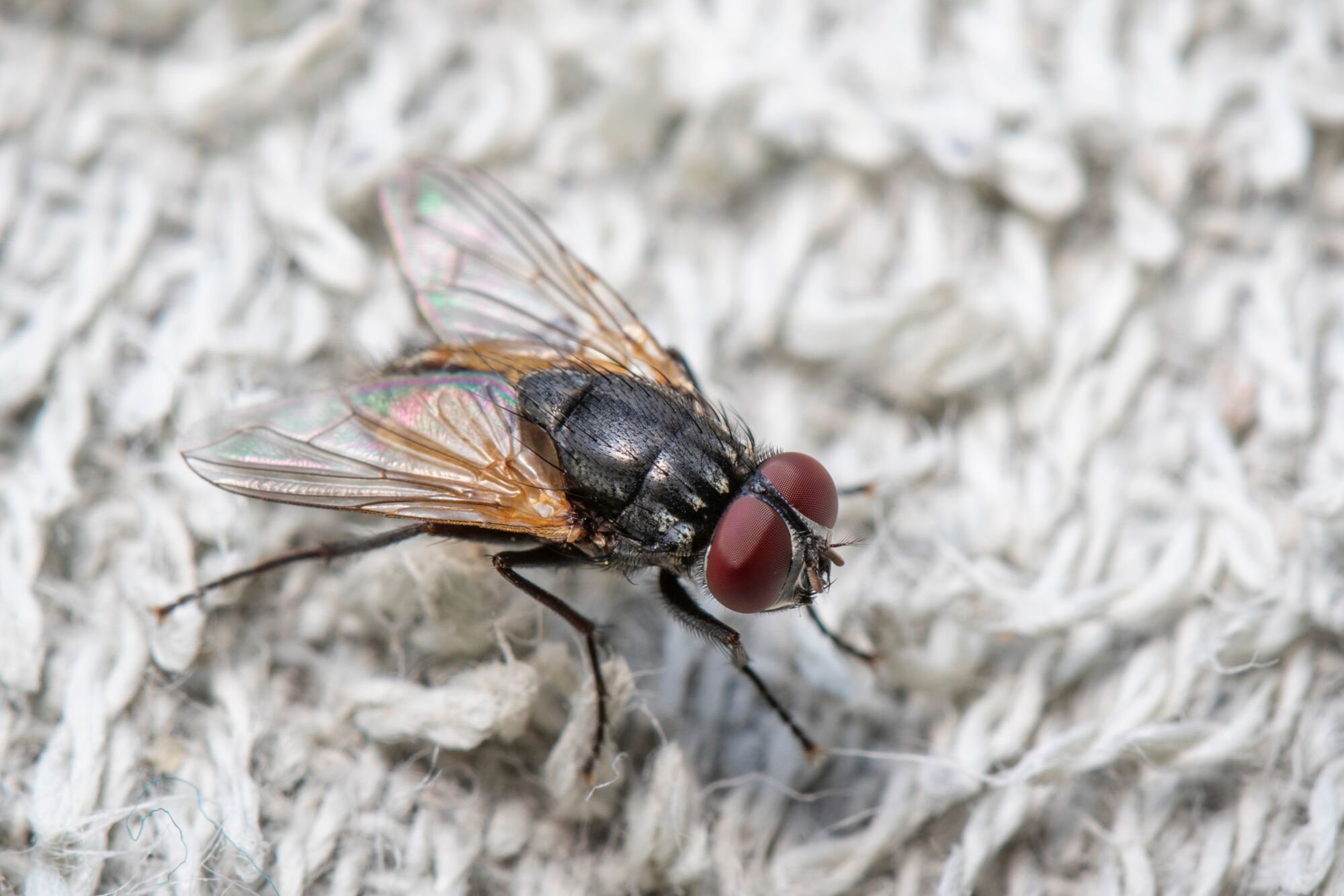 CHASSER MOUCHES | Le Journal de Marsel (JDM Éditions) Chasser les mouches : 10 astuces naturelles Fegersheim