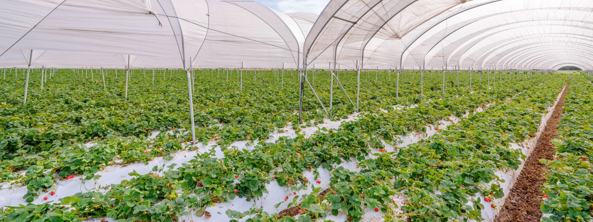 Mes plantes… Benfeld