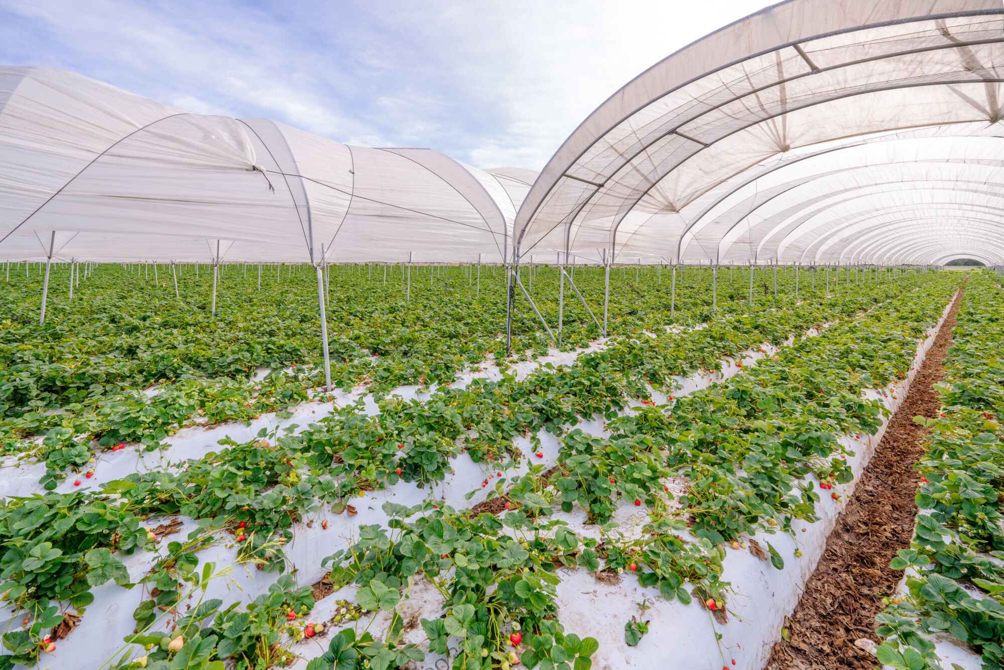 Mes plantes… Benfeld