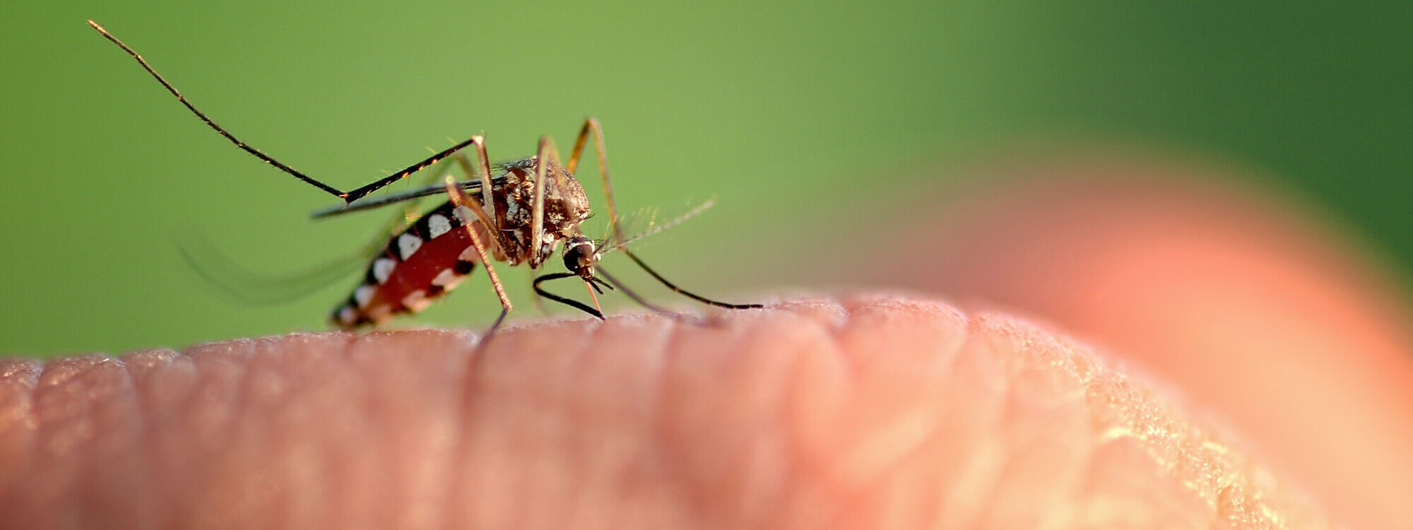 MOUSTIQUE 2000X750 | Le Journal de Marsel (JDM Éditions) Comment prévenir et soigner les piqûres de moustiques ? Fegersheim