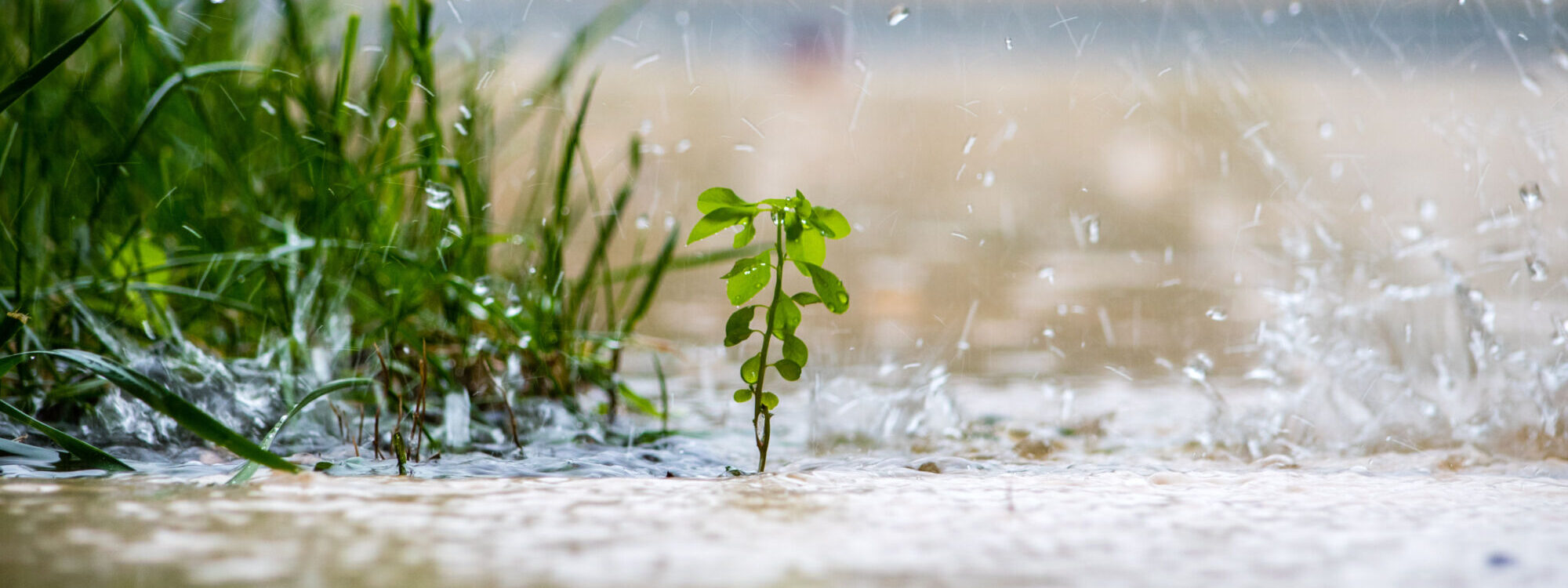 ORAGE JARDIN 2000X750 | Le Journal de Marsel (JDM Éditions) Que faire au jardin après un orage ou une tempête ? Obernai