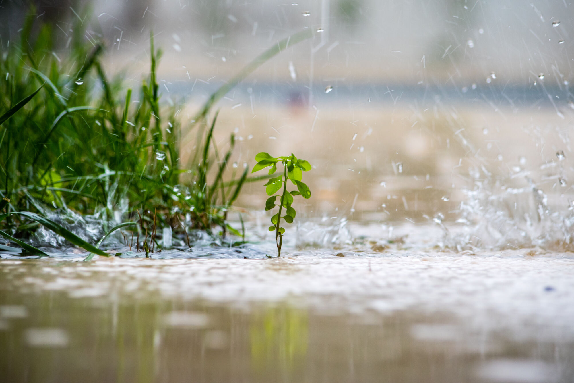 Que faire au jardin apr&egrave;s un orage ou une temp&ecirc;te ? Obernai