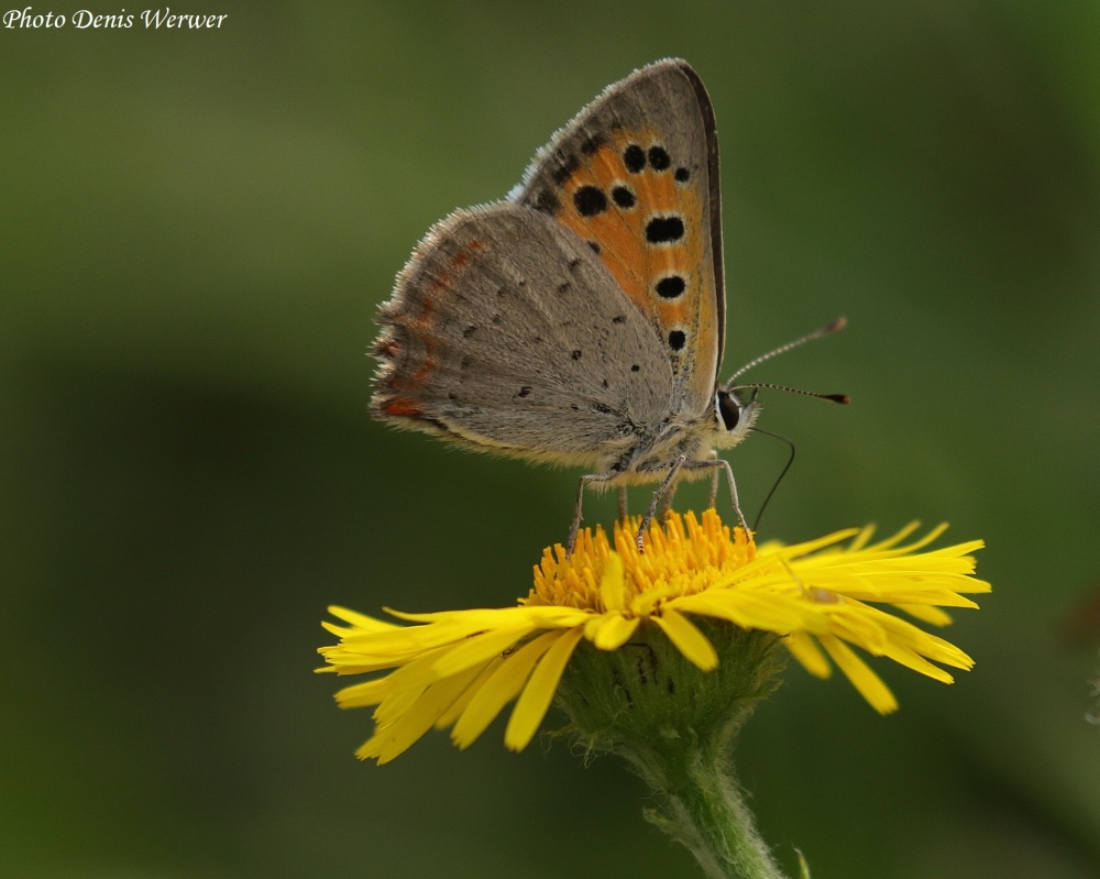 Prairie à papillon et cie