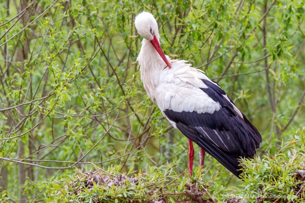 Chasse au trésor de Schatz la cigogne