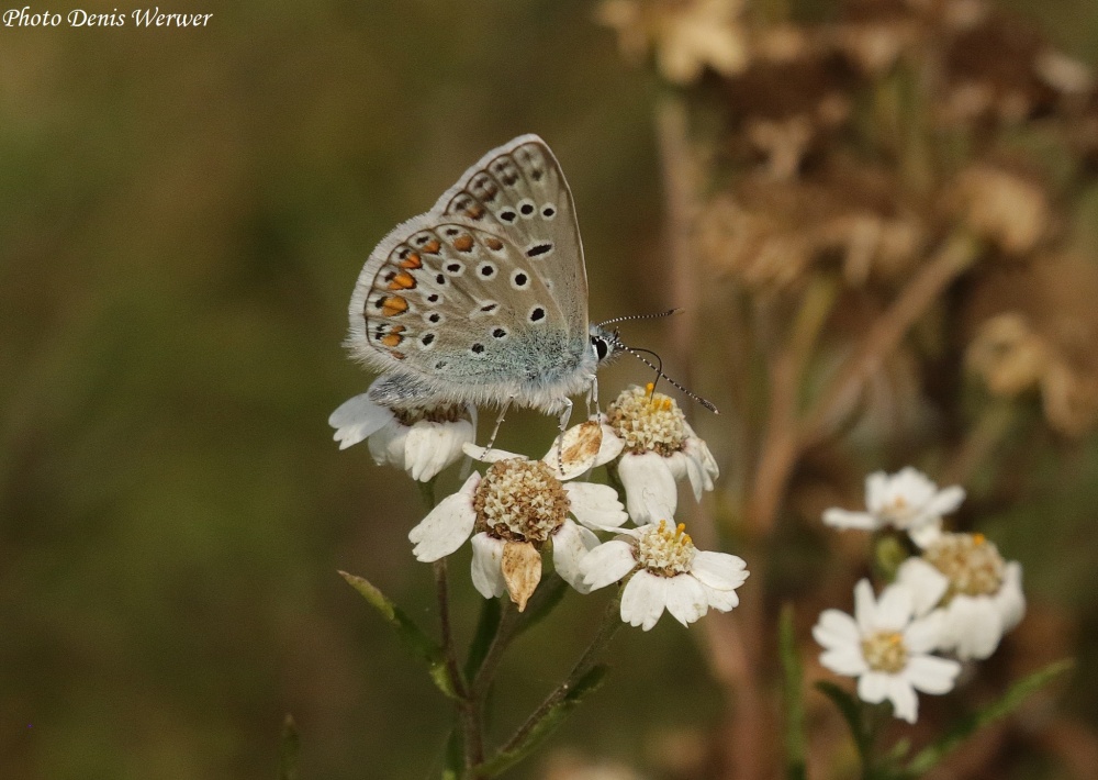 Prairie à papillon et cie