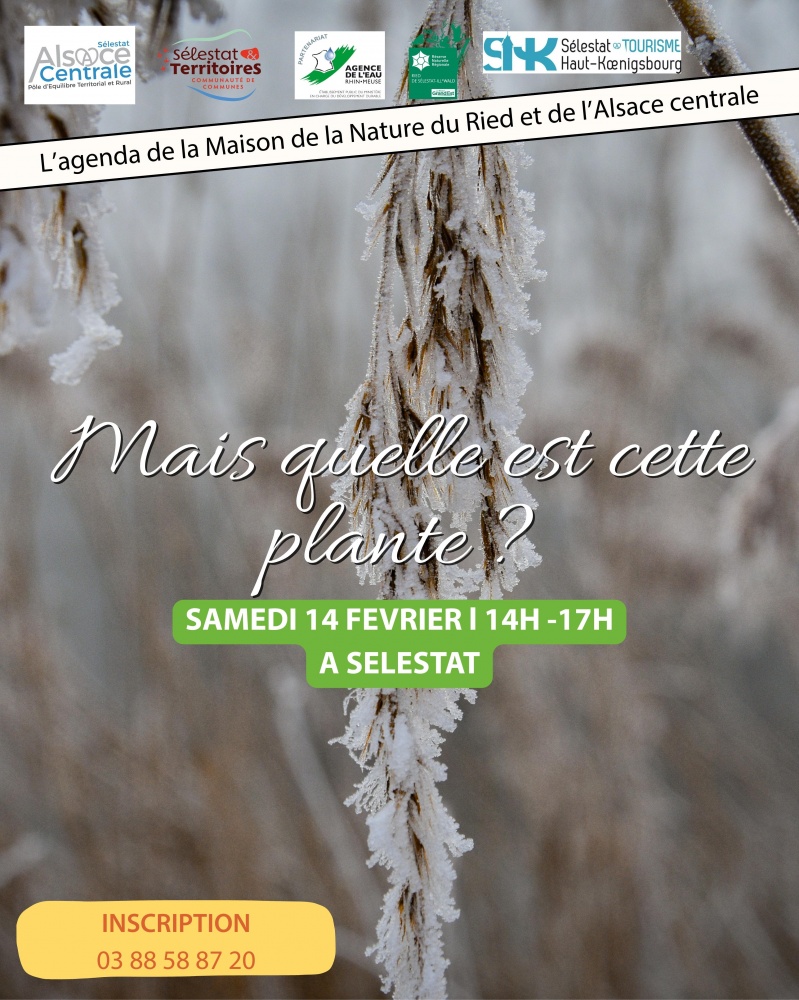 Mais quelle est cette plante ?