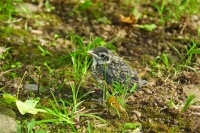 Les oiseaux en hiver