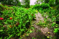 Que faire au jardin après un orage ou une tempête ?