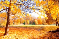 5 secrets naturels pour vous aider à passer l’automne en pleine forme