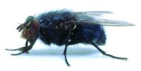Chasser les mouches : 10 astuces naturelles