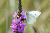 Prairie à papillons et compagnie